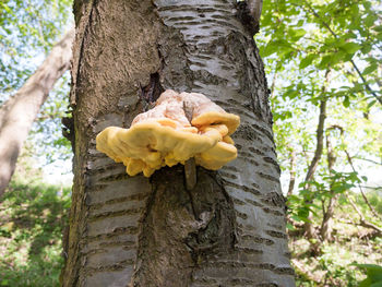 Close-up of mushrooms growing on tree trunk