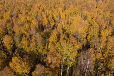 High angle view of pine trees in forest during autumn