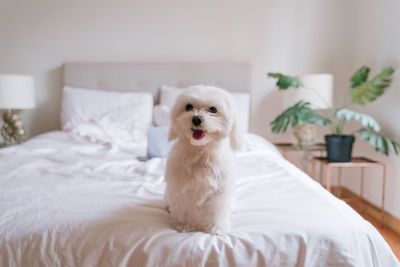 Portrait of white dog on bed at home