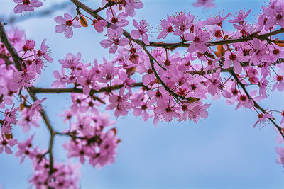 Low angle view of cherry blossoms against sky