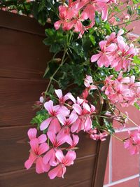 Close-up of pink flowers blooming outdoors