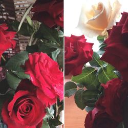 Close-up of red roses