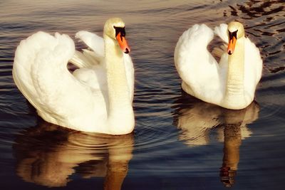 Swan in water