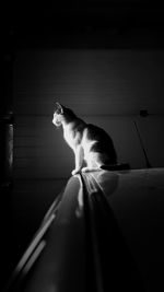 Cat looking away