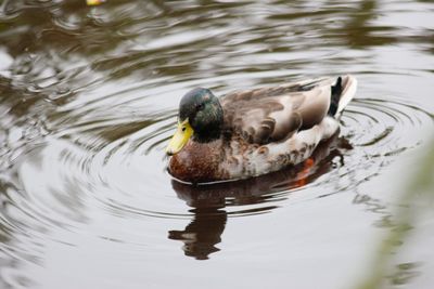 Close-up of duck swimming in lake