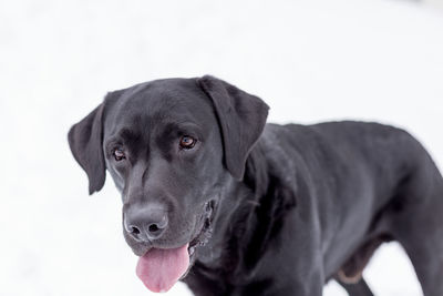 Close-up portrait of a dog