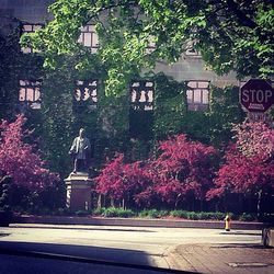 Flowers growing on tree