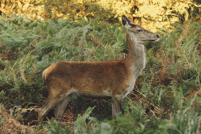 Side view of deer standing on grassy field