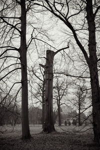 Bare trees against sky