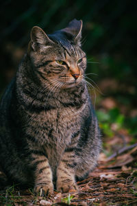 Close-up of cat