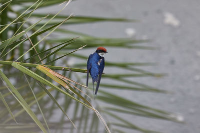 Wire-tailed swallow on a reed