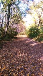 Empty road in forest