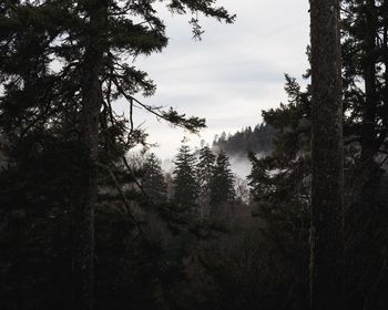 Close-up of trees against sky