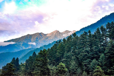 Scenic view of pine trees against sky