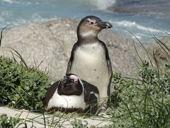 View of an animal on beach