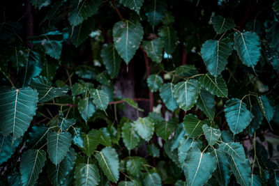 Full frame shot of leaves