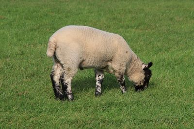 Sheep grazing in a field