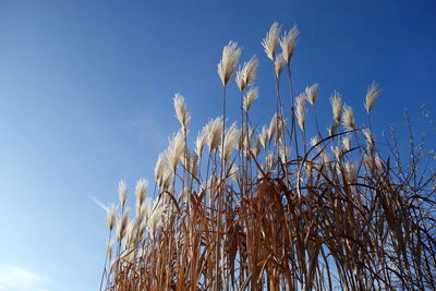 Low angle view of stalks against blue sky