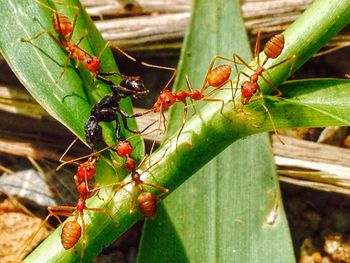 Close-up of ant on leaf