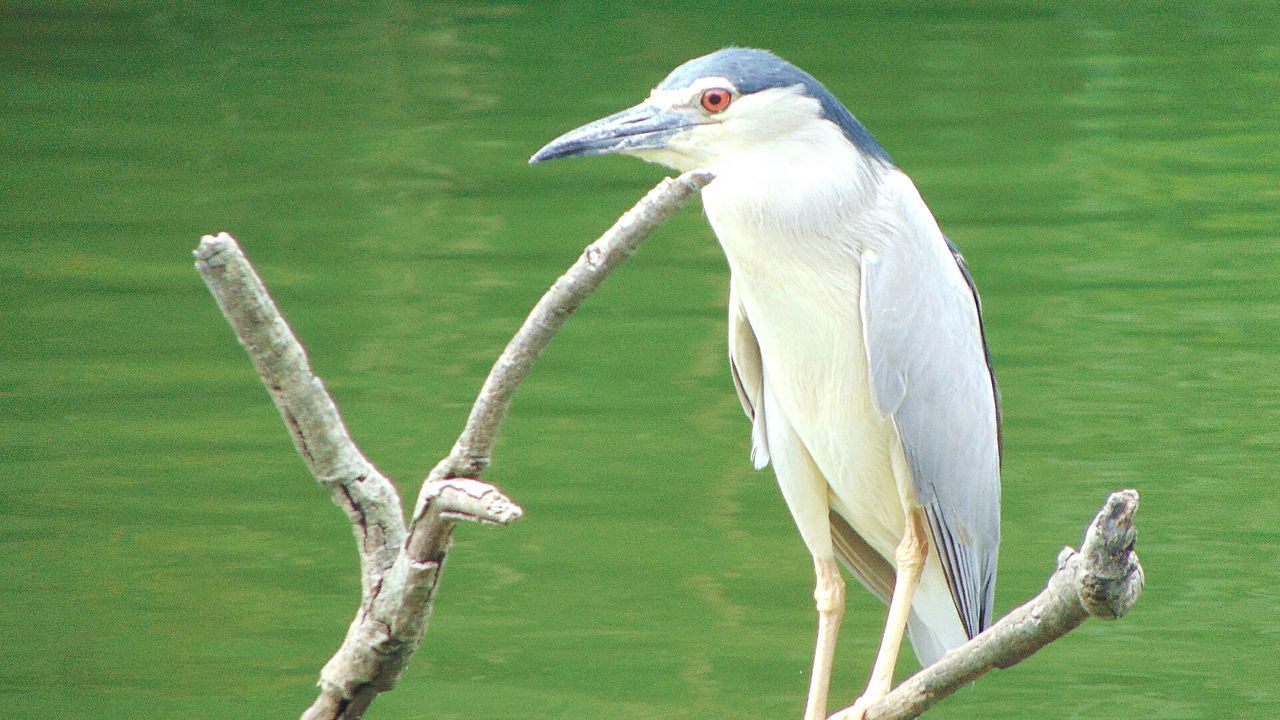 WHITE BIRD PERCHING ON A LAKE