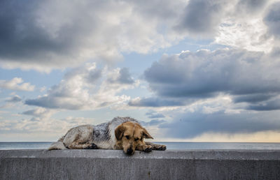 Dog relaxing in sea against sky