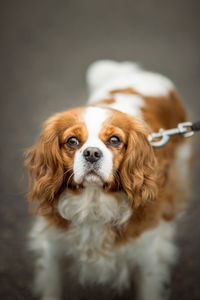 Portrait of dog