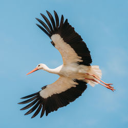 Low angle view of bird flying against clear sky