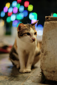 Close-up of a cat