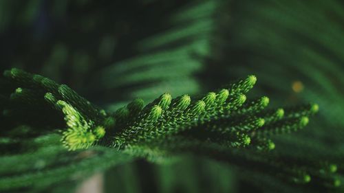 Close-up of a lizard