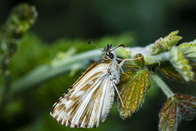 Close-up of butterfly resting on a bramble leaf
