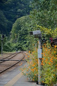 Railroad tracks against trees