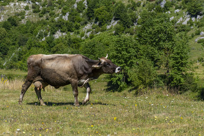 Side view of cow walking on grassland
