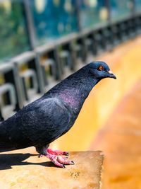 Close-up of bird perching on retaining wall