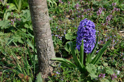 Close-up of purple flowering plants