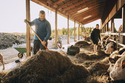 Young farmer using rake near woman standing by cows in stable