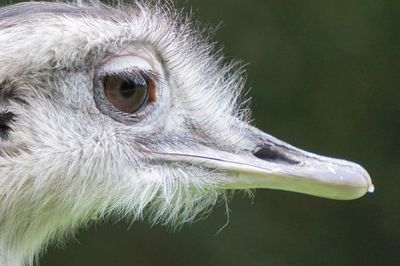 Close-up of a ostrich