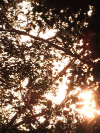 Low angle view of tree against sky