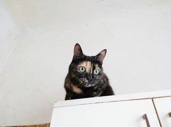 Close-up portrait of white cat