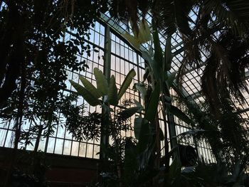 Low angle view of trees