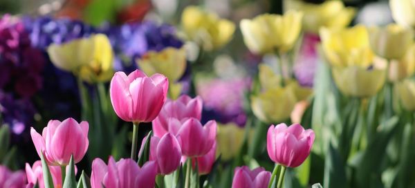 Close-up of pink tulips blooming in park