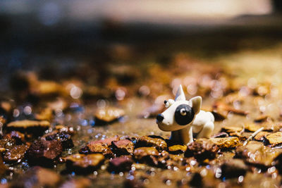 Close up of model dog on the floor with pebbles