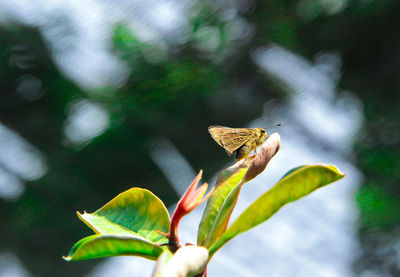 Butterfly on a plant