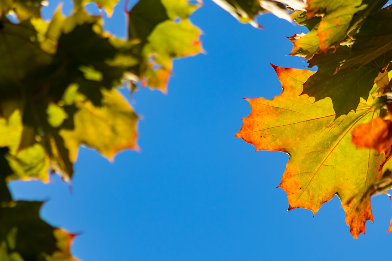 LOW ANGLE VIEW OF MAPLE LEAVES AGAINST BLUE SKY