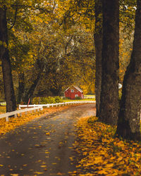 Surface level of road amidst trees during autumn