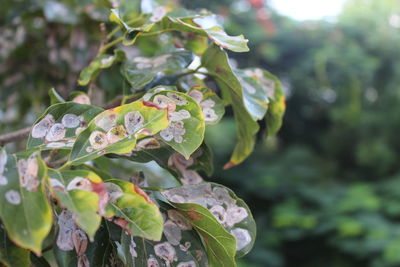 Close-up of raindrops on plant leaves