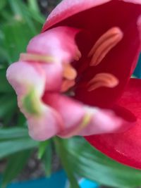 Close-up of flower blooming outdoors