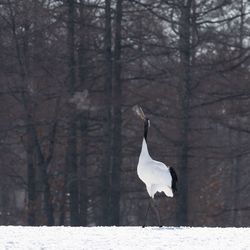 Bird in forest