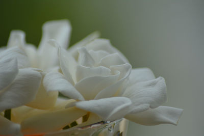 Close-up of white flowering plant