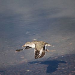 Bird in water