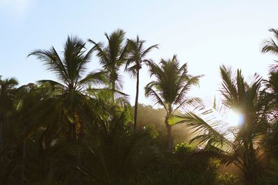 Low angle view of palm trees against sky